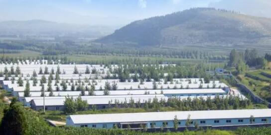 养猪是否只是跟风？看新希望六和高管如何回应！