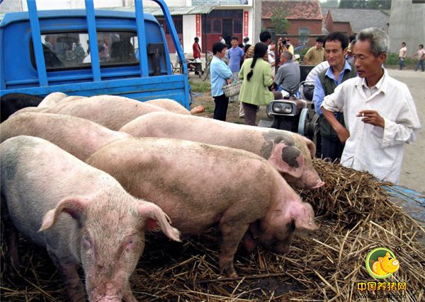 7、确实需要把猪卖给生人的话，一定要注意：用现金进行结算，如果买猪的人说自己没那么多现金或者周转不开的时候，养殖户一定要打听这个人是不是可靠，有没有熟悉的电子游艺网站
和他合作过。