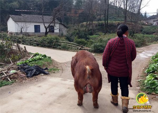 有时候近点的养殖户直接将母猪赶到她家来配种。