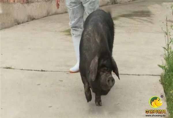 这是四川省通江县金豆岩村的一个特殊养殖场，每天早晨，张育贤都会牵出一头300多斤的老母猪。它就是传说中的镇场之宝，耳牌号001，这头猪是张育贤在9年前花整整2万5千元买来的，是整个电子游艺网站的头号功臣。但是找这头猪的背后的花销已经超过了这头猪价格的十倍。