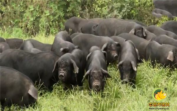 张育贤要找的猪叫青峪猪。特点是要有7对以上乳头，排列整齐没有瑕疵，后腿有力度，盆骨架开阔。青峪猪在四川大山里零零散散地存活了五千多年，适应性极强，生长速度慢，膘肥肉厚，浑身乌黑。分为八卦头、狗脑壳、笔杆嘴等几个品类。