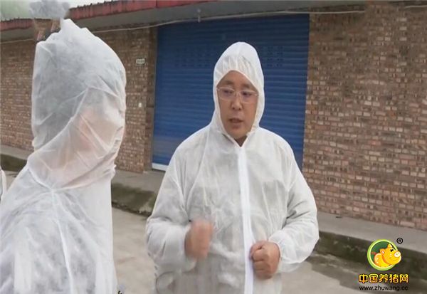 张育贤是北大博士，2009年之前是广州一家制药公司的总裁，有好几个专职司机，年薪百万。然而2009年1月，张育贤突然决定会老家四川省通江县创业。他组建了一支7个人的团队，成员都是四川省畜牧领域的行家。带着这个特殊的团队，张育贤开始了漫长的寻猪之路。