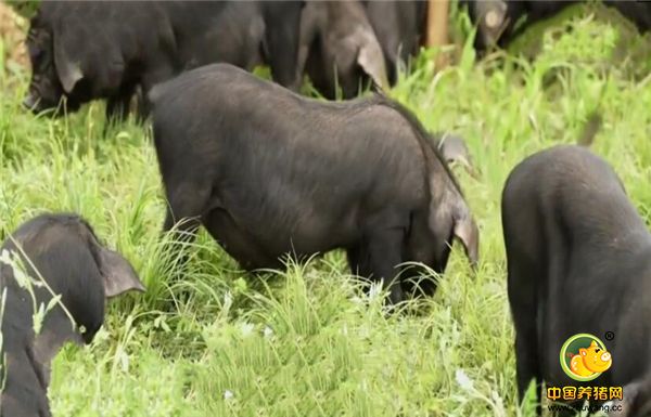 由于青峪猪生长慢，村民们不愿养，猪贩子不愿收，可张育贤觉得，保护性养殖青峪猪不仅是一件好事，而且充满了商机。2年时间，张育贤跑遍了周边300多个村庄，才找来316头青峪猪母猪和36头公猪，从找猪到买猪，张育贤耗费了500多万元。