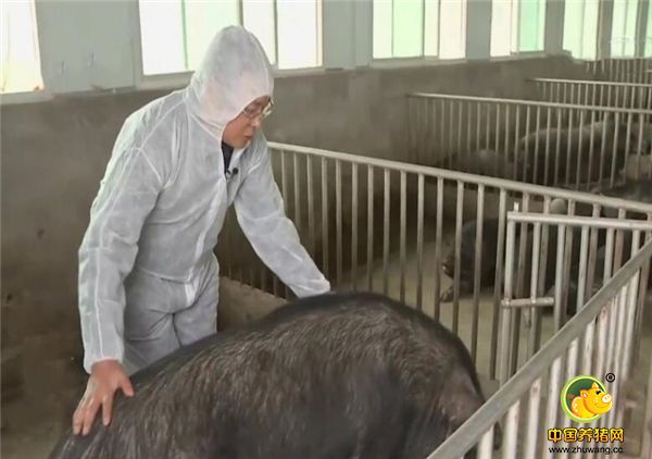 张育贤说，如果能找到这样一种猪，那将是一笔巨大的财富。其价值不能用金钱来衡量。为了能找到那种特殊的猪。接连在大山里走了5个月，连个影子都没找到。团队失去了信心，7人小组只剩下2人。