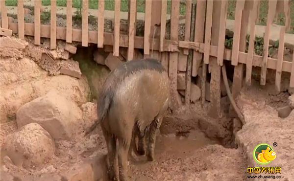 2012年4月27号这天，张育贤的财富计划引起一家英国公司的关注，双方交谈了4个多小时后达成合作，张育贤承诺给对方49%的股权。拿到投资，张育贤给青峪猪提供特殊的放养环境，使其定量运动，定时吃饭，泥巴浴放松，实现肌内脂肪含量的提高。到2014年，青峪猪扩翻到了四千多头。