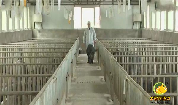  张育贤买来的猪建了保种场，用公猪诱情的模式，缩短母猪的发情期，平均两年就能多产一窝小猪。到2011年底，因为前期巨资投入已经没有流动资金了。2012年正月十五这天，当地农业局总畜牧师高成忠拿出房产证主动帮张育贤贷款。和张育贤共同研究青峪猪的复兴大计。