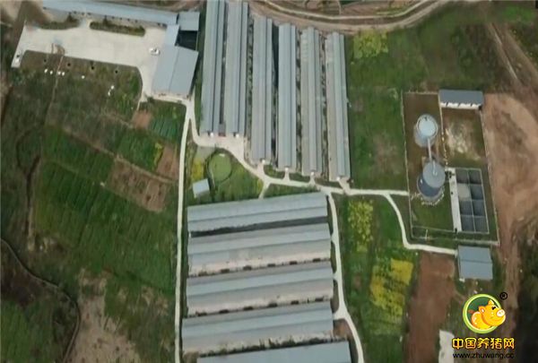 如今，养殖场的商品猪存栏量已达2万多头，加上屠宰加工，形成产业链供应。2017年，公司成功登陆新三板上市。在他的带动下，青峪猪又成为当地村民喜欢的猪种，青峪猪被列入四川畜禽遗传资源保护名单。