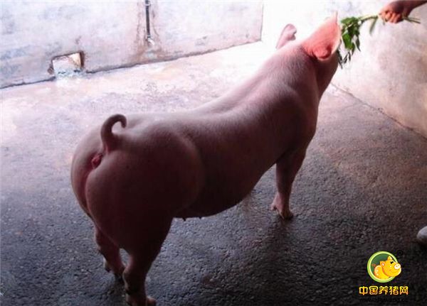 联合用药是不是能实现百病包治？并不意味着联合用药能解决所有问题。例如猪呼吸道疾病综合征，大多由病毒、细菌、支原体、寄生虫及饲养管理等多种因素共同作用导致的，联合使用药物也只能解决它能解决的那一部分问题，无论如何是替代不了加强饲养管理的，因为粉尘超标、有害气体超标、霉菌毒素中毒、营养不良、饲养密度过大、贼风等问题如果没有得到及时有效处理，我们确实很难真正控制猪呼吸道疾病。