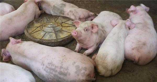 湖北宜昌：乡村，农民用颗粒饲料养猪！现在养猪能赚钱吗？