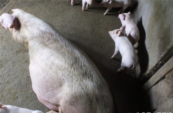 农妇周大妈饲养母猪6头，其中一头育有10多头仔猪。仔猪售价70-100元一头！饲养母猪可以用猪草，少用粮食，以减少亏损。