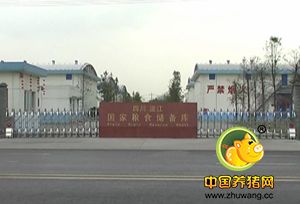 成都收购玉米碎米