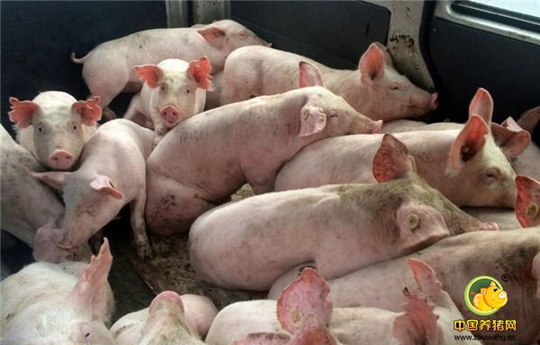 1、要选择好的猪仔品种 养猪想挣钱，首先要选择好的品种。不管是三元猪还是土杂猪，养猪户在选择品种时，一定要谨慎选择，选对了合适的品种，电子游艺网站盈利就成功了一半！