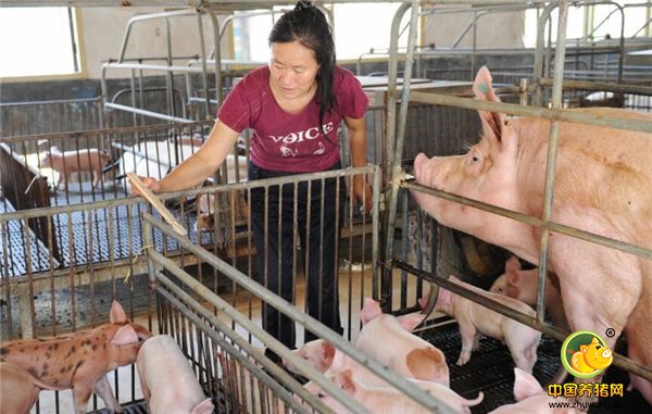 养猪想赚钱，这几方面养猪人你做好了吗？