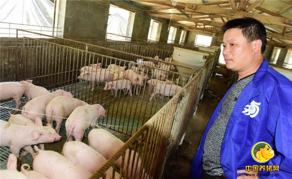 勤劳赚钱，农民养猪养出门道，一年销售额130万！