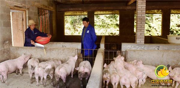 孙红文的梦想就是，通过自己的尝试，能带动大家。去年，在猪价最高的时候，他做了一个大家难以理解的决定，给当地最为贫困户的免费送10头母猪，不求回报，他免费进行技术指导，去年腊月开始，这些母猪就可以配窝了！