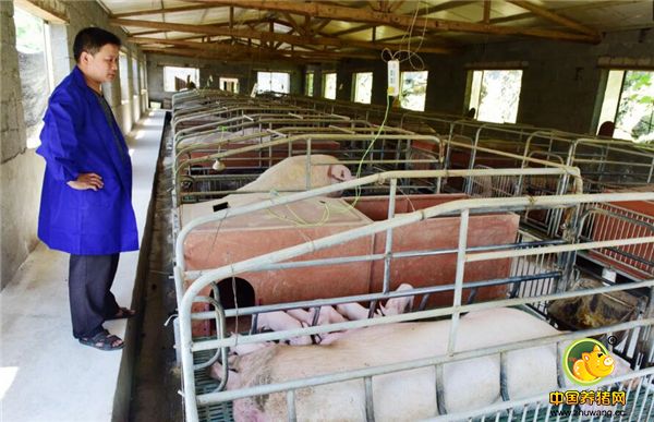 “只要自己勤快，一个母猪，一年下几窝小猪，就可以脱贫了，可以在家门口就业，不用出门打工。希望更多的村民能加入进来，不等靠要，自己努力致富。”下一步，孙红文准备搞代养模式，带动更多的乡亲们！