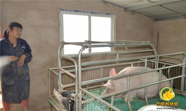 “我当然也爱美呀，但是为了致富，不怕吃苦，不怕脏。”这位女人说，她养猪非常讲究，把猪看得很珍贵，所以从各方面都尽量做好。在夫妻俩的精心养殖下，他们今年的纯收入达到3万元。她希望好好干几年，挣钱后，再好好打扮自己，让自己也漂漂亮亮的。