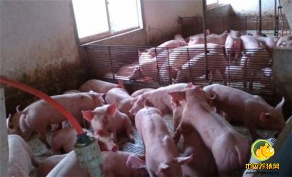 漏粪板养猪干净又健康