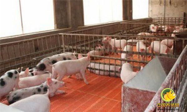 高床叫垫板，卫生又暖和