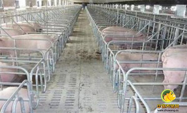 定位栏养猪，省地又好管