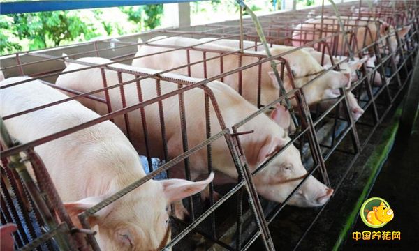 抓不住行情的我，总是眼睁睁看它溜走，养猪中赚钱的人到处有，为何不能算我一个，为了养猪孤军奋斗，早就吃够了跌价的哭，在压栏等价的人到处有，而我只是其中一个，价越跌越勇，等要肯定执着，每一个压栏的人得看透，想压就别怕伤痛。”这首《猪价之歌》唱出了多少养猪人的心声。