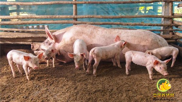 生猪价格下跌，真熬人，该出栏还是继续养着，你养猪赚钱了吗？