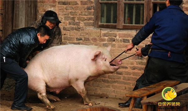 到了生猪出栏的时间，出栏赔钱，不出栏更赔钱。到底要不要出栏，养殖户面临两难选择，有的还想等等看，有的干脆全卖了，不养了。