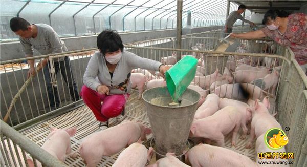 至于生猪是卖是养，还要把握好市场行情，审时度势，合理控制存栏量。友情提示，市场有风险，养殖须谨慎。