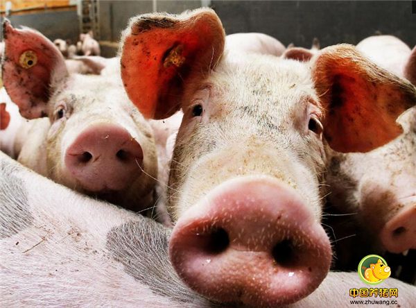 专家认为从供需基本面判断，今年生猪市场供需总体平衡，较上年宽松，但年内不存在长期下跌的基础。