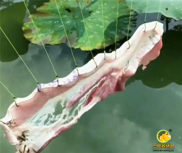 农民精心制作“电子游艺平台船”，轻轻松松日赚400元，不得不让人点赞！