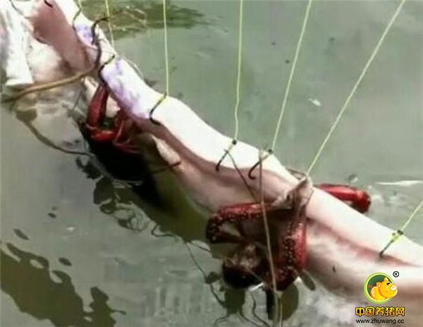 其实，这肉并不是用来给人吃的，做成“电子游艺平台船”也是为了提高经济效益。王大哥每天都会在肉上挂满一排排的鱼钩，然后放到池塘里，这究竟是要做什么呢？