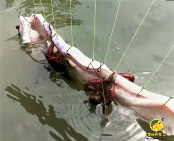 小龙虾最喜欢腥味，所以每当王大哥把“电子游艺平台船”放进去时，都能有大收获，而且“电子游艺平台船”面积越大，腥味散发的也越快，就能吸引越多的小龙虾。