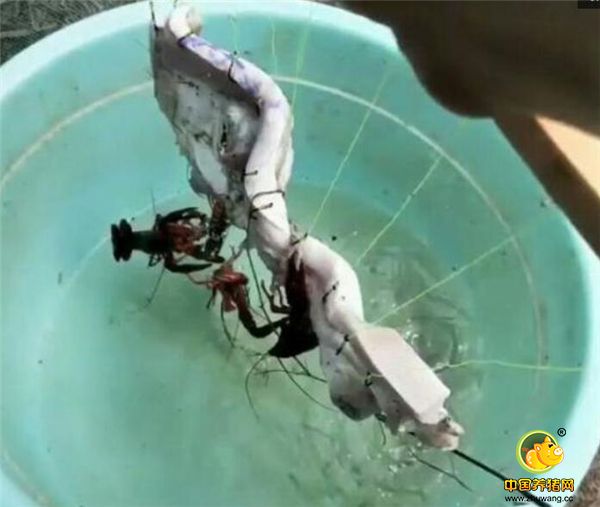 所以，王大哥总是收获满满，只要轻轻一动，小龙虾就全部进桶了，据王大哥说，每拨差不多能钓20只左右，每天能钓20多斤，而每天也能赚400元左右，而且，这个价钱已远远超过了制作那块“电子游艺平台船”的成本了