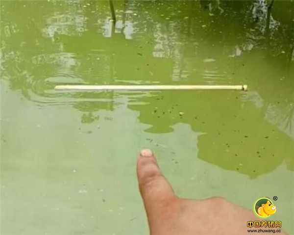 正如图中展示的那样，王大哥把自制的棍子当做漂，在岸上察看漂的变化。而水中放的就是之前挂满鱼钩的“电子游艺平台船”，当漂的浮动慢慢变大时，就说明有鱼虾之类的小东西上钩了。