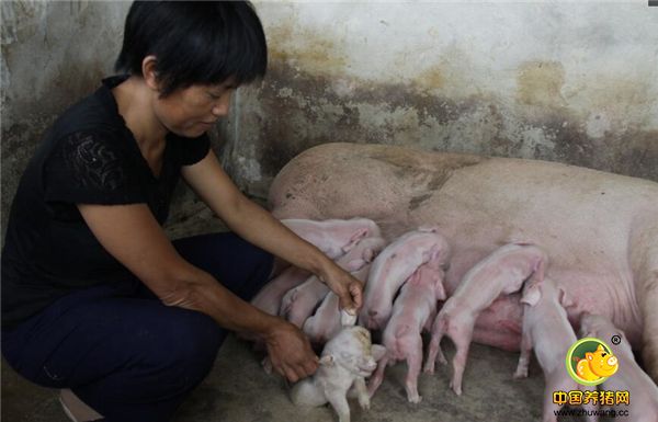 针对仔猪出现流行性腹泻，养殖户该怎么治呢？ 首先是及时补充缺失的水分，但仔猪脱去的水分，并不是纯净的水，而是含有大量电解质的水，里面有大量的无机盐、葡萄糖等成分。