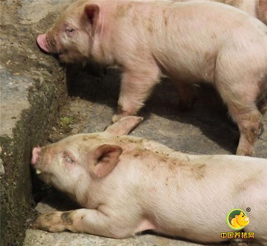 仔猪可以出售，也可以养大成为肉猪出售，将给农家带来不菲的经济收入。