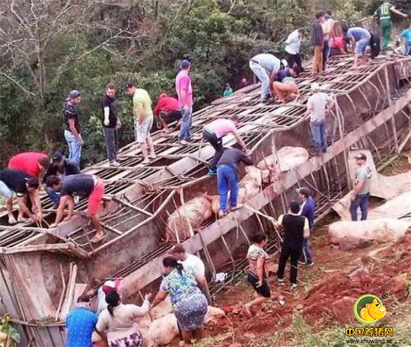 运猪卡车侧翻 当地人将猪装自家车运走！