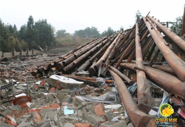 拆下来的屋顶木架结构，猪舍已经拆除