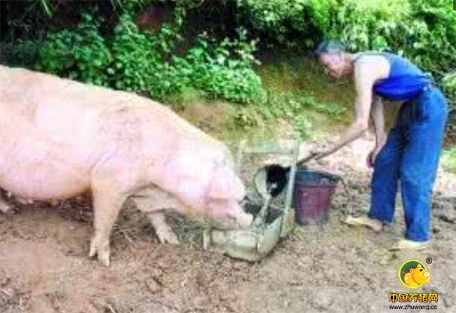 据岑溪市渔牧兽医局专家介绍，有关资料表明，猪的自然寿命一般在10年左右，而肉猪一般养到七八个月就可以出栏屠宰了。这头肉猪饲养时间长达13年且还在继续生长，比较罕见。