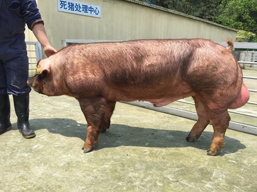 还在为种公猪精液品质差忧心？沃德威先轻松帮您解决！