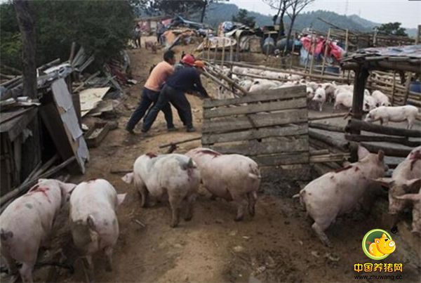也可以用棍条或布搭成临时的墙，一直铺设到装猪车旁，猪会规规矩矩地按照设计的路线上车。