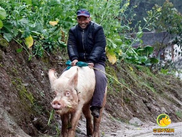 其实如果你与猪的感情要好的话，就不用驱赶它走，甚至可以骑着走，不信你看。