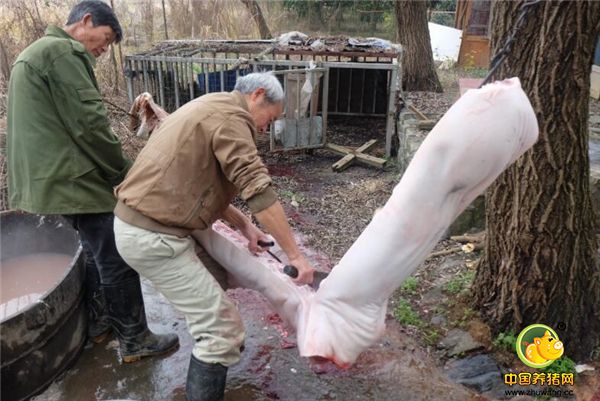 杀猪对于农村人来说，没什么稀奇的，可是在城市里生活的大部分人来说就少见了：“只吃过电子游艺平台
，没见过猪跑，更别提杀猪的场面了”，猪的嚎叫声要是没见过还真有点瘆的慌。图为老谢把猪挂在树上进行分割。
