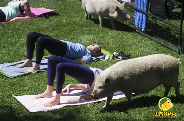 有灵性“猪教练”在学员中四处穿行，督促瑜伽学员认真练功不许偷懒。