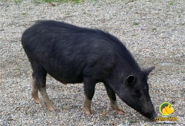 藏香猪又名“人参猪”和“蕨麻猪”，是一种畜禽品种，是川西高原、云南、西藏、甘肃甘南和岷县特有的一种古老畜种资源，是西藏原始的瘦肉型猪种，属于外牧养类。