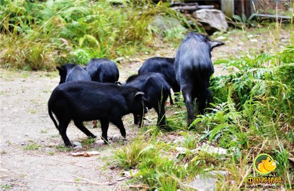 藏香电子游艺平台
质细腻，脂肪少，营养价值高，瘦肉多可出 40%以上的瘦肉。其常年生活在山林中，以山林中丰富的野生植物为食，是真正的渴饮清泉，饿食山珍。上乘的肉质自古以来就是皇家贡品。