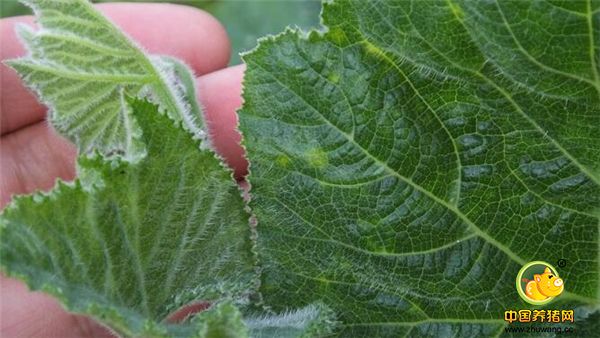 南瓜叶的食药作用：（1）南瓜叶有安胎的作用。南瓜叶是中药的一种，它最大的功效就能安胎，对女性怀孕期间出现的胎动不安，以及先兆流产等症状都有明显的治疗功效。