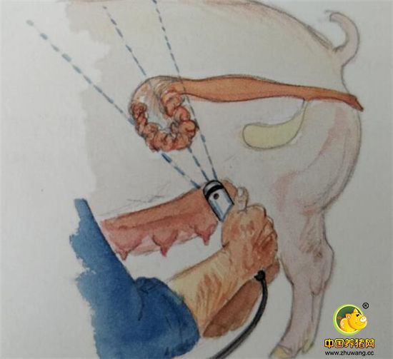 不同时间段胎儿在母猪体内的样子——B超B超母猪的怀孕情况方法