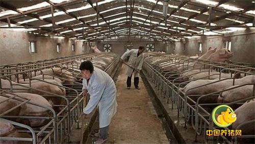 第二、注意封闭式粪沟的管理：由于雨污分离的需要，原来电子游艺网站
开放式的粪沟全面进行了封盖，成为封闭式粪沟，导致粪沟内废气含量累积过多，主要为甲烷、二氧化碳、氨和硫化氢的混合气体，可引起呼吸困难以及血管运动中枢麻痹，导致猪的虚脱和死亡。需要处理粪沟的时候，应先分段开盖30分钟以上，充分释放废气后方可作业，作业完毕后再进行封盖。