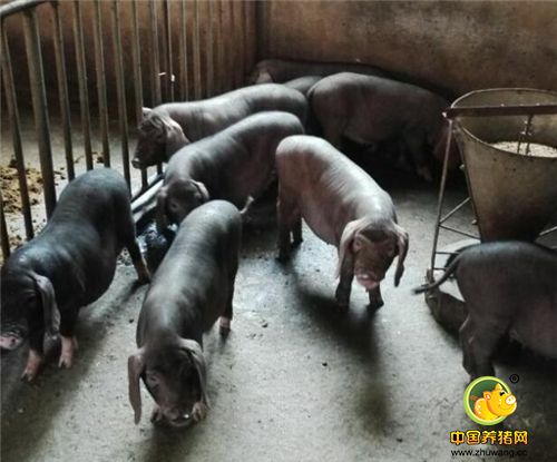 世界上母猪产子之王“太湖母猪”，国宝之称“太湖母猪”图集一览